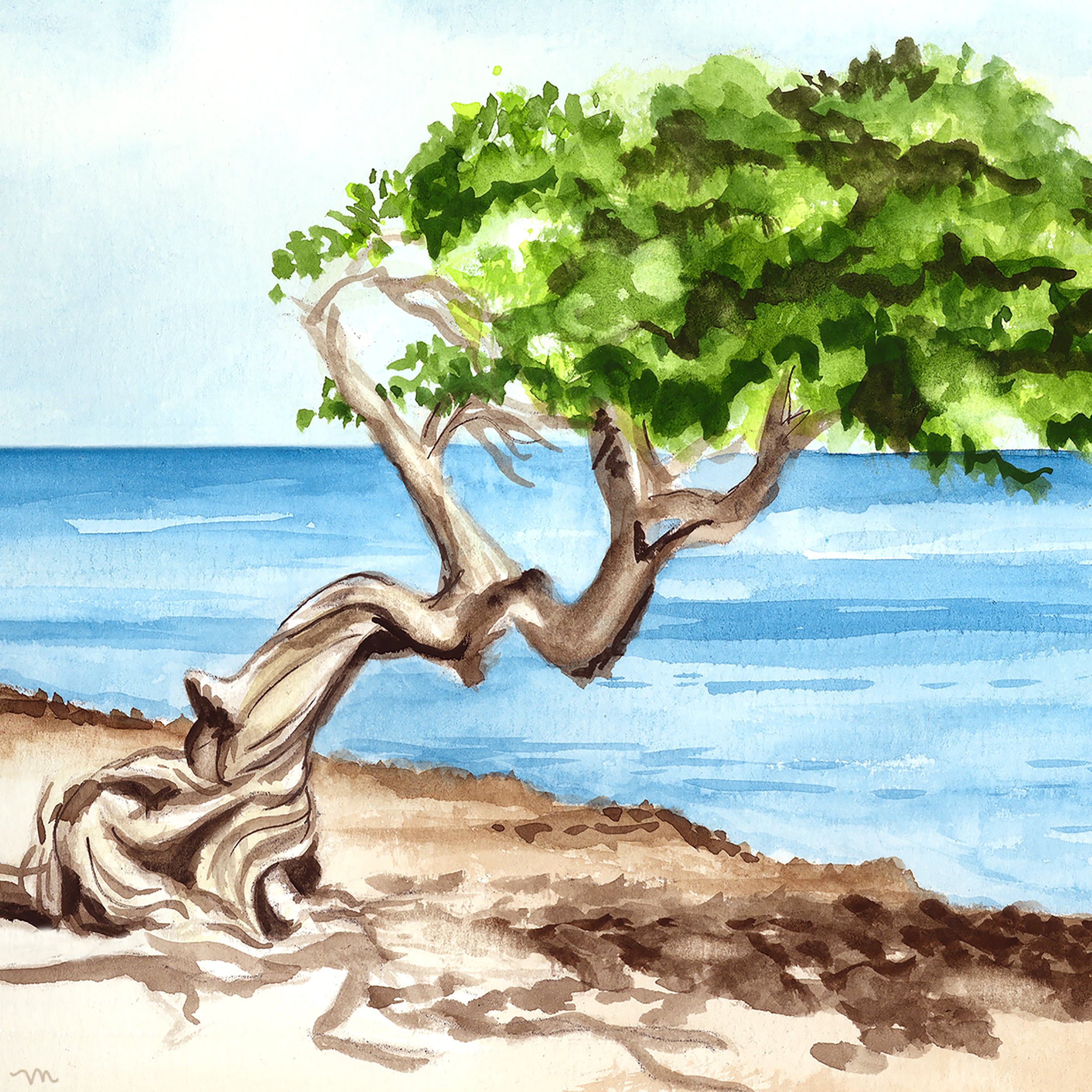 Aruba Divi Tree Watercolor Wall Art Print Coastal Decor