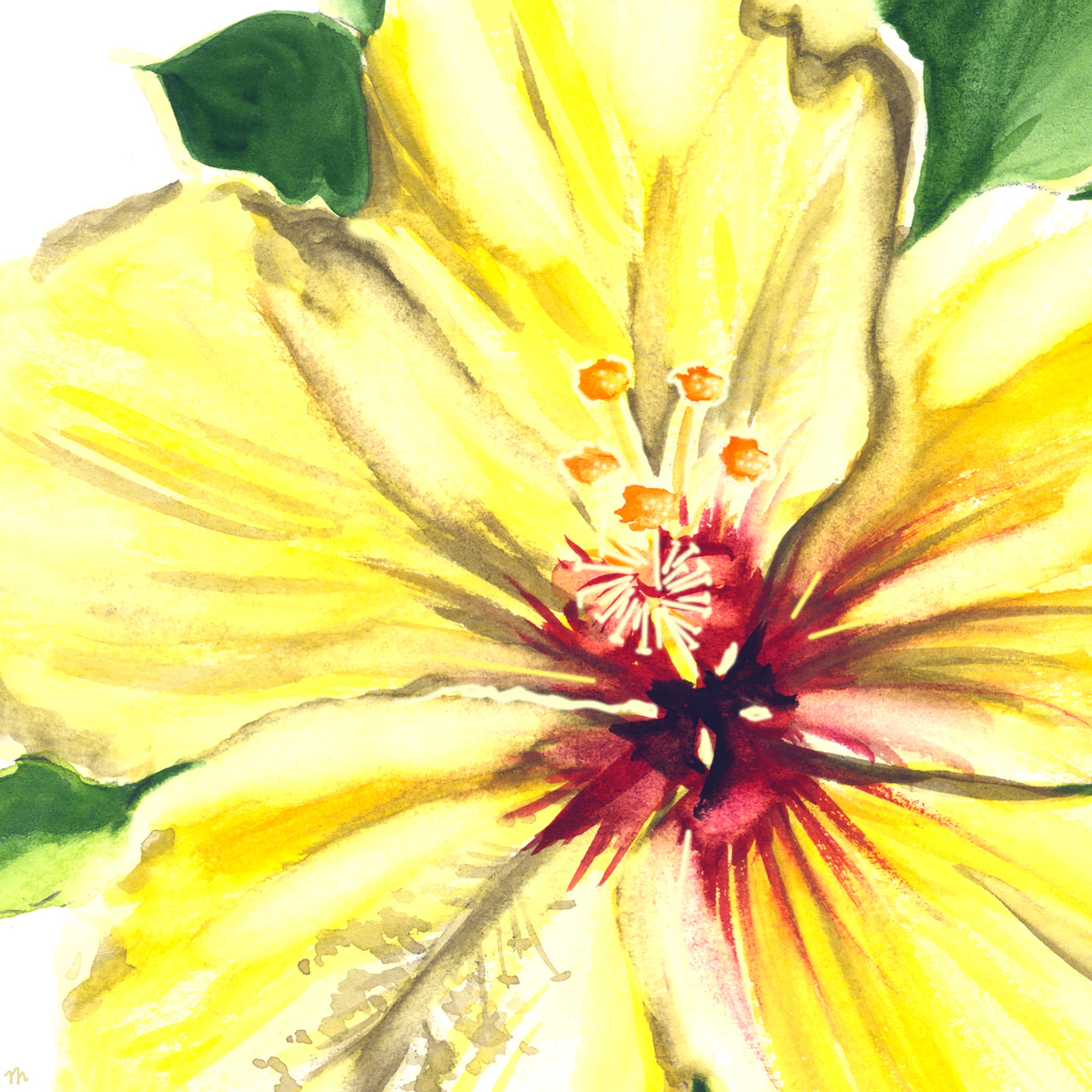 Tropical Yellow Hibiscus Flower Watercolor Print by artist Michelle Mospens