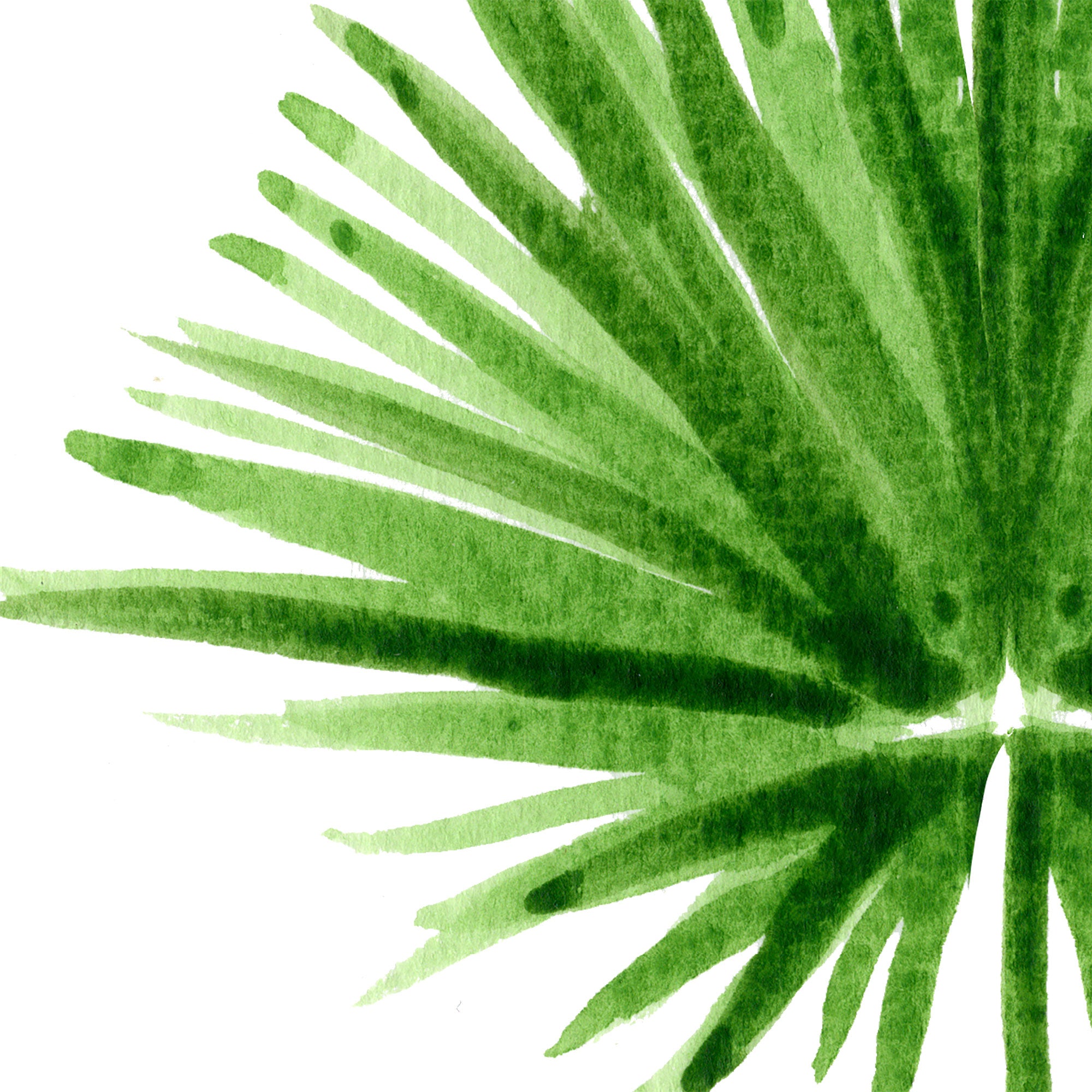 Green Palmetto Leaf Palm Frond Watercolor Wall Art Print by Michelle Mospens