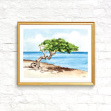 Aruba Divi Tree Watercolor Wall Art Print Coastal Decor