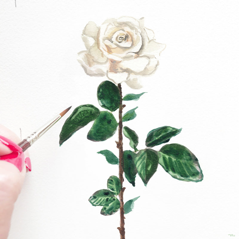 Watercolor White Rose Wall Art Print Unframed