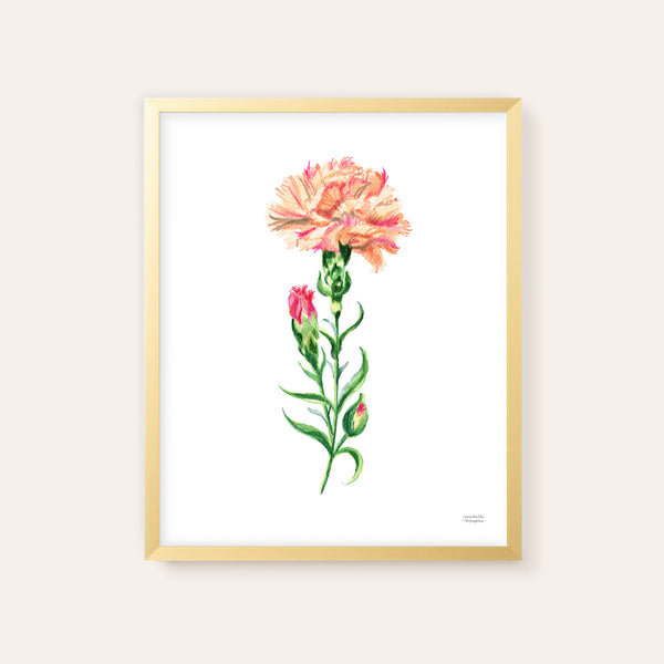 Peach Carnation Flower Art Print Unframed